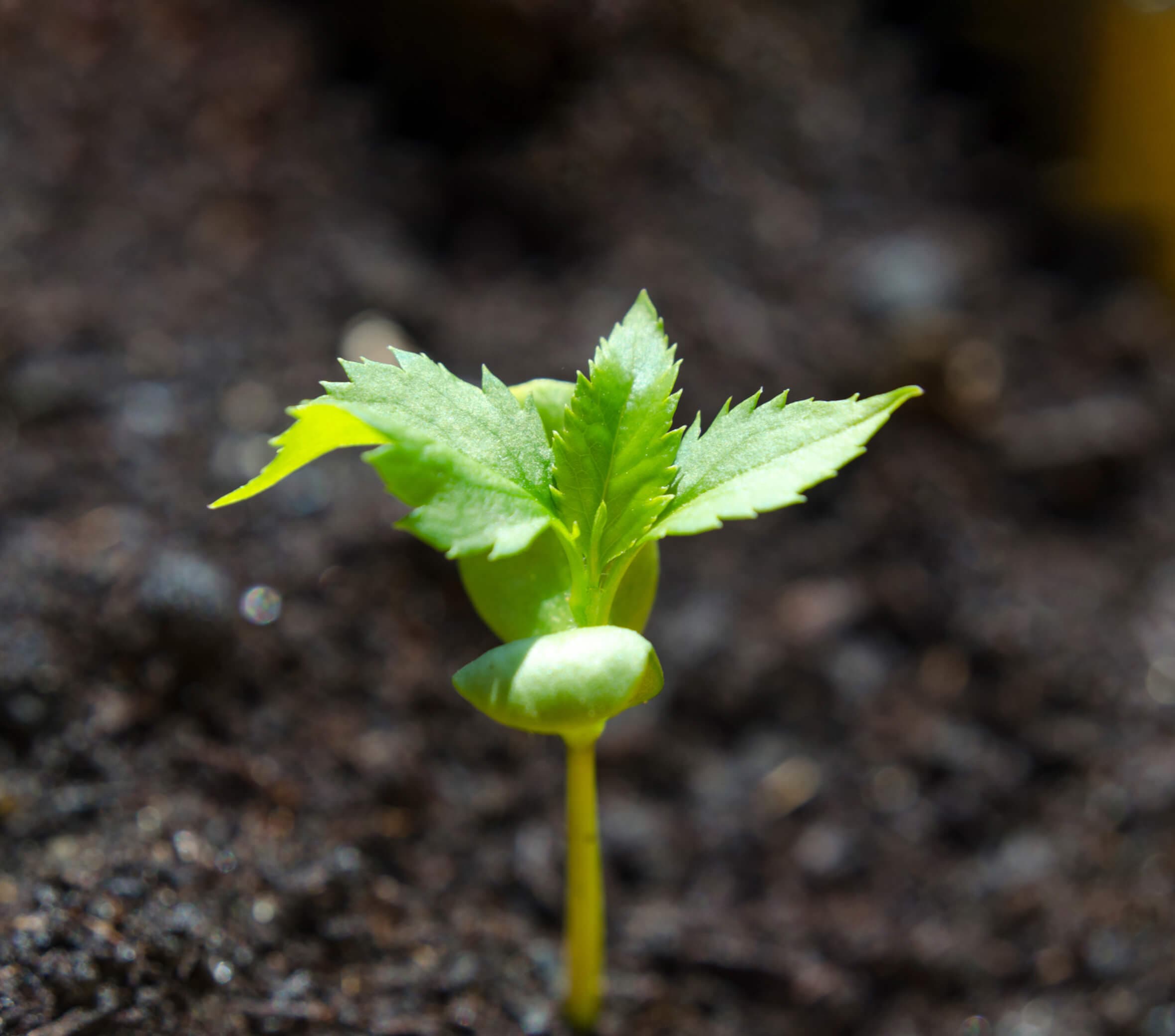 Thurella-Areal in Egnach wird «Perron Vert»